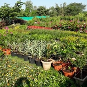 bestplantnurseryinnashik9