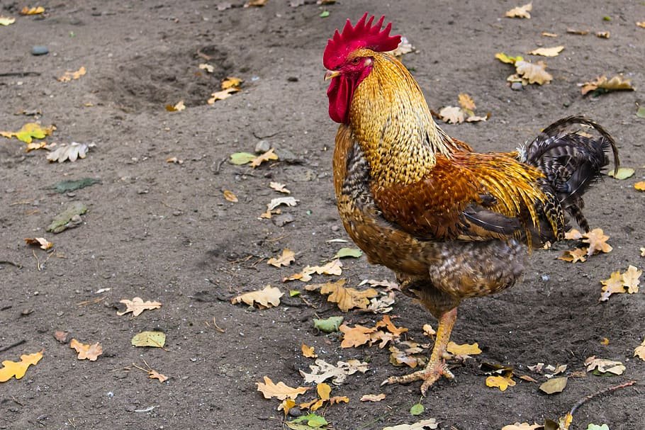 cock-farm-chicken-village