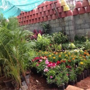 rajesh-flower-pot-byataranyanapura-bangalore-plant-nurseries-3x22lp9